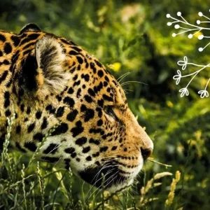 Brazilian Jaguar in the woods.
