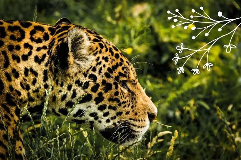 Brazilian Jaguar in the woods.
